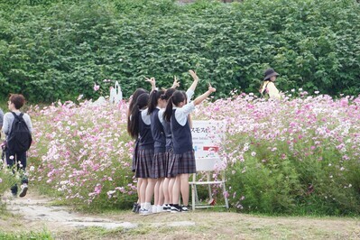 コスモス畑で撮影する高校生